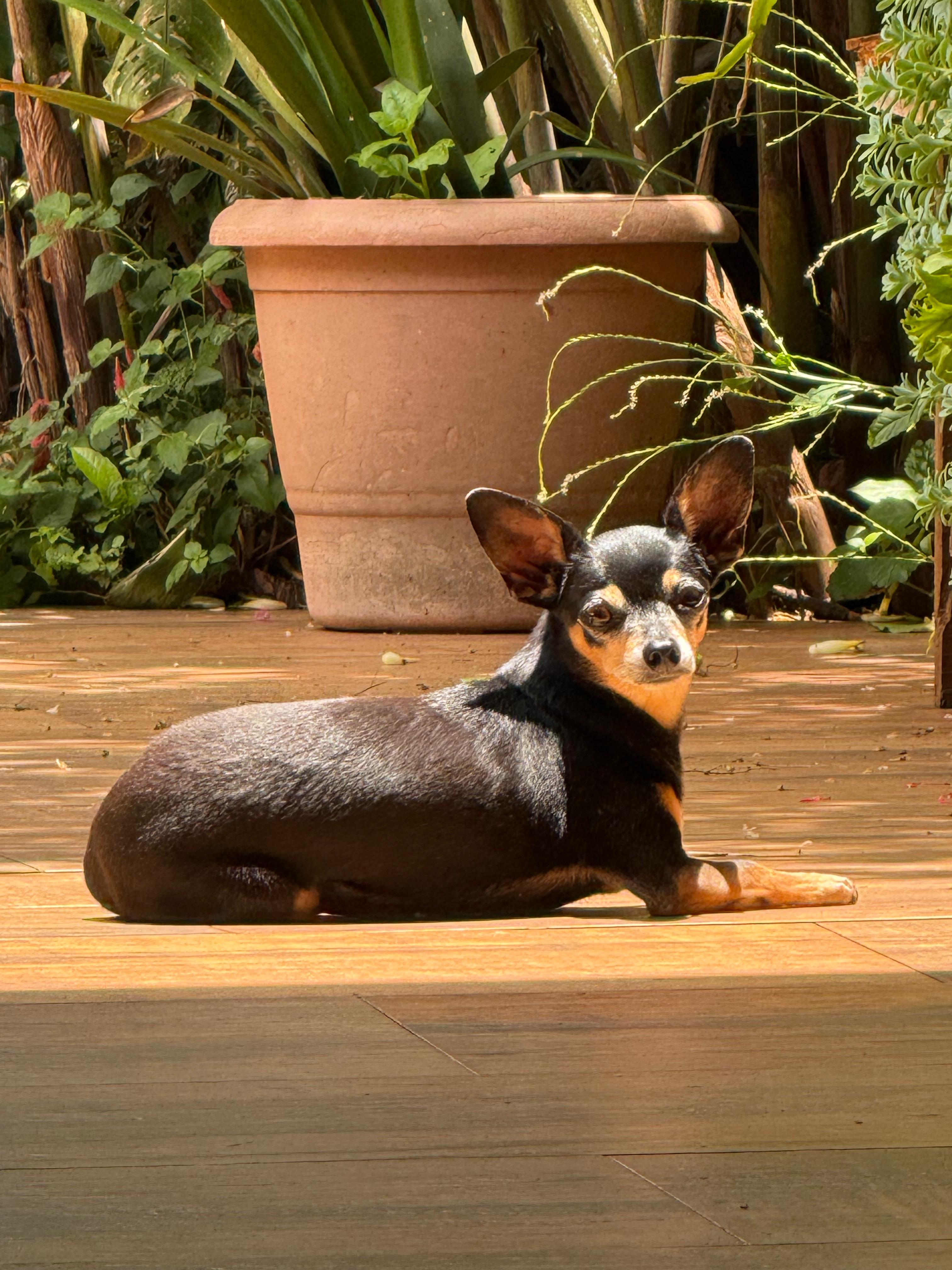 Foto original de um cão preto e caramelo deitado ao sol junto a vasos de plantas